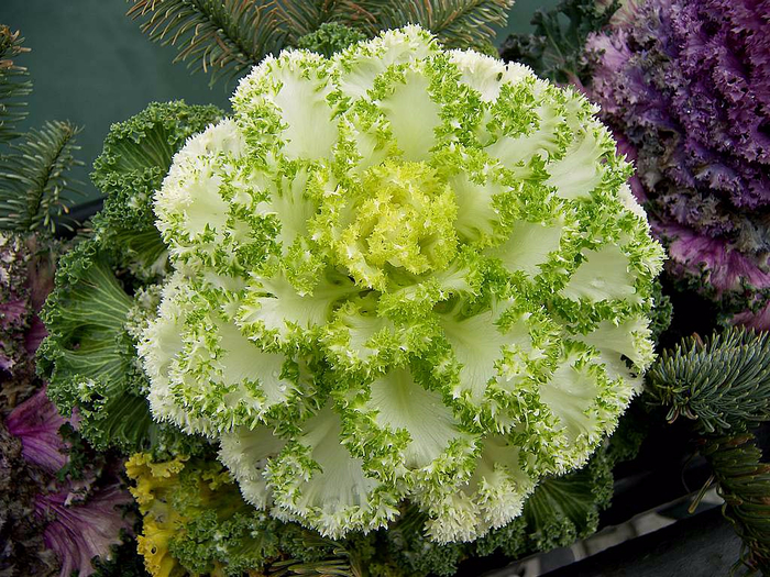 vegetable-cabbage-ornamental-white-decorative (700x525, 544Kb)