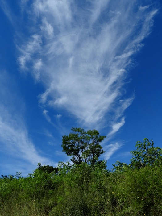 5559494_DSCN6886 (525x700, 253Kb)