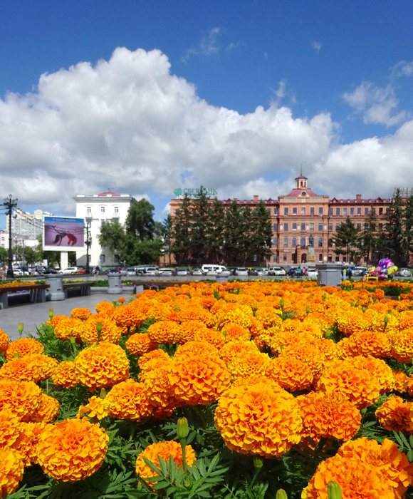 Flowers хабаровск. Цветы Хабаровск. Город цветов Хабаровск. Достопримечательности Хабаровска цветы. Хабаровск в цветах.