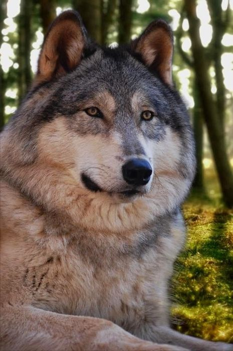 original (465x700, 259Kb)