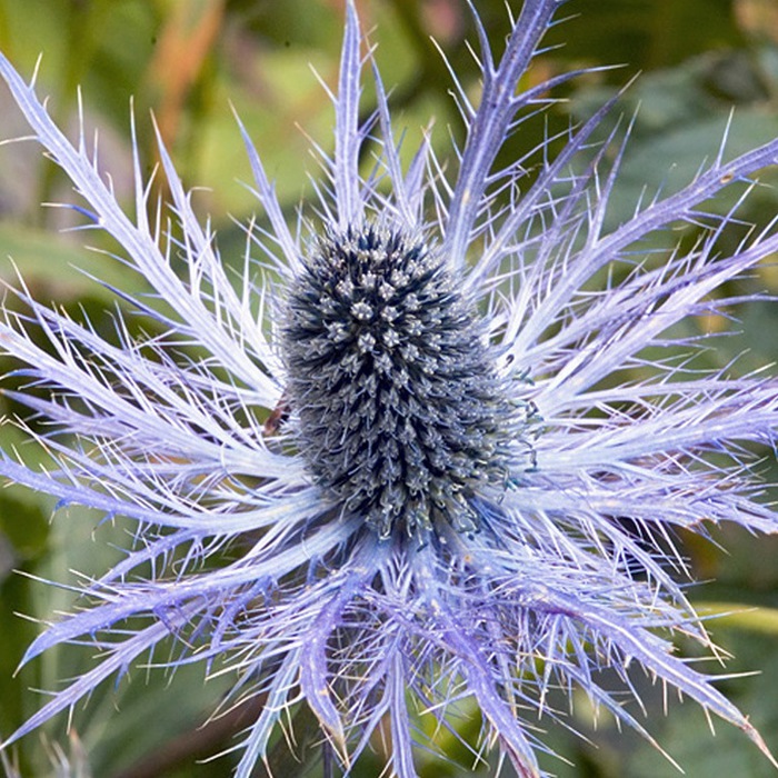 Eryngium (1) (700x700, 198Kb)