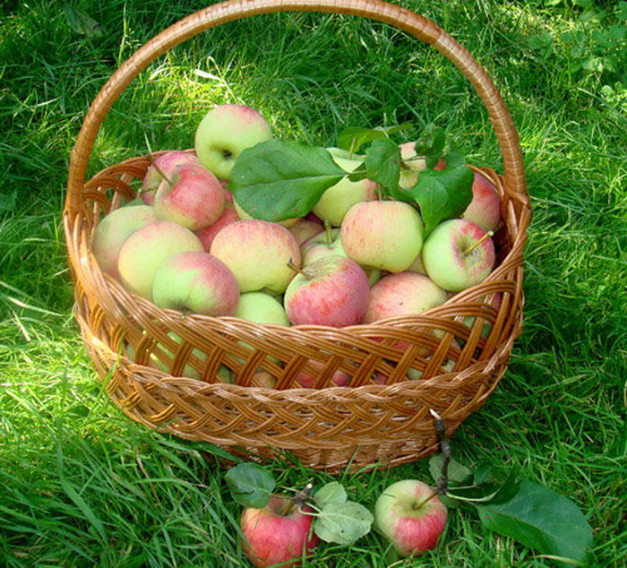 Яблоки яблочный спас описание фото