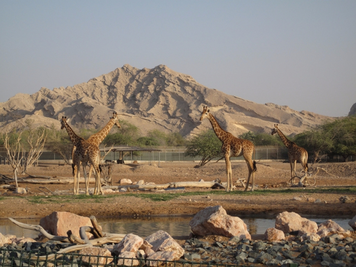 2666_800x600_al-ain-zoo (700x525, 412Kb)