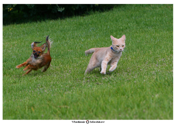 Кошки гоняют собак. Собака гонится за кошкой. Кот убегает от собаки. Кошка бегает. Бежит за котом.