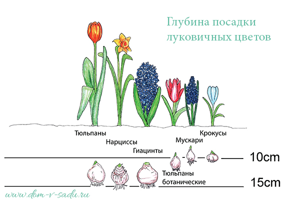 4920201_glubinaposadkilukovichnuhcvetov (600x418, 125Kb)