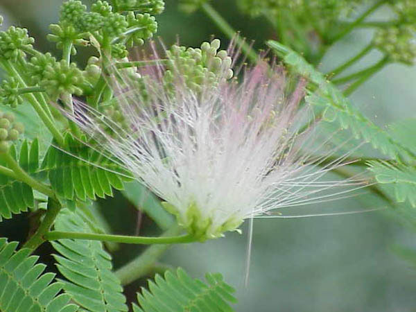 Albizia julibrissin (600x450, 51Kb)