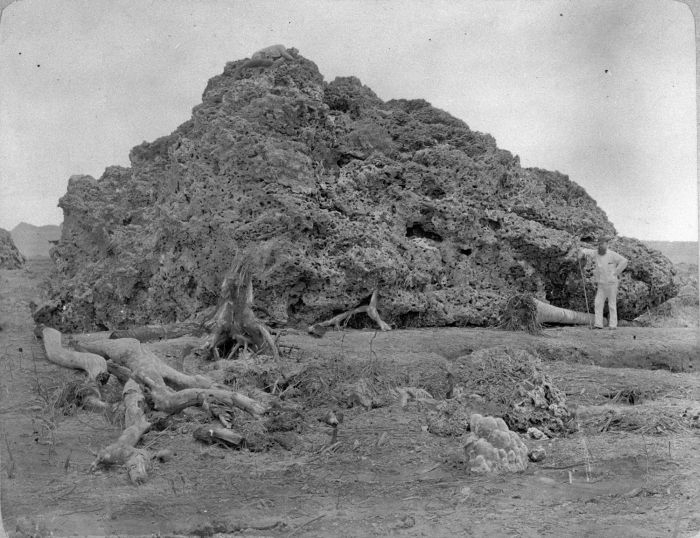 COLLECTIE_TROPENMUSEUM_Groot_brok_koraal_uit_zee_dat_bij_Anjer_op_land_is_geworpen_na_de_uitbarsting_van_de_Krakatau_in_1883._TMnr_60005541 (700x538, 221Kb)