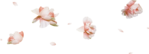 MRD_BeautyBlossoms-falling flowers-pettals (700x253, 64Kb)