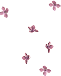  MRD_BeautyBlossoms-falling lilacs2 (570x700, 95Kb)