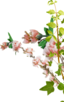  MRD_BeautyBlossoms-flowers-branch (437x700, 258Kb)
