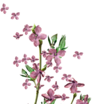  MRD_BeautyBlossoms-lilac tree (646x700, 330Kb)