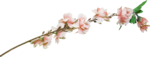  MRD_BeautyBlossoms-pink flower (3) (700x266, 107Kb)