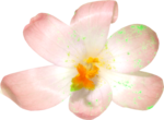  MRD_BeautyBlossoms-pink single flower (700x514, 383Kb)
