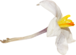  MRD_BeautyBlossoms-white flower (700x514, 179Kb)