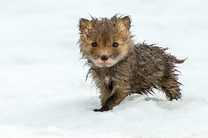 animals-wet-baby-fox (700x466, 227Kb)