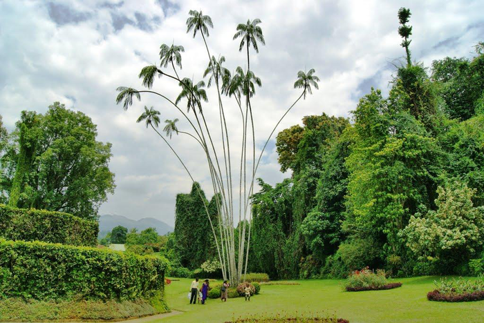 korolevskiy_botanicheskiy_sad_peradeniya_shri_lanka (700x468, 625Kb)