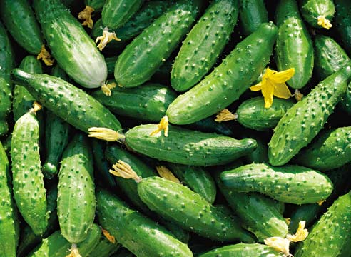cucumber (492x360, 43Kb)