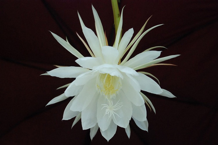 Kadupul-Flower1 (700x466, 76Kb)