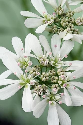 цветы кориандра (333x500, 81Kb)