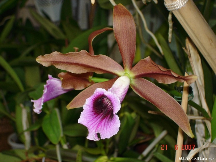 орхидеи50 (700x524, 259Kb)
