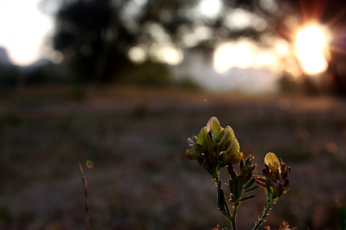 4052195_IMG_8531 (700x466, 174Kb)