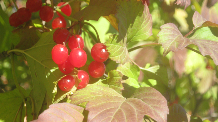 IMG_9086 (700x392, 363Kb)