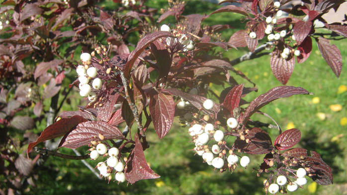 IMG_9105 (700x392, 431Kb)