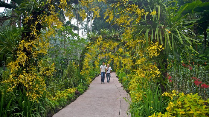 Singapore-Botanic-Gardens-39503 (700x393, 150Kb)