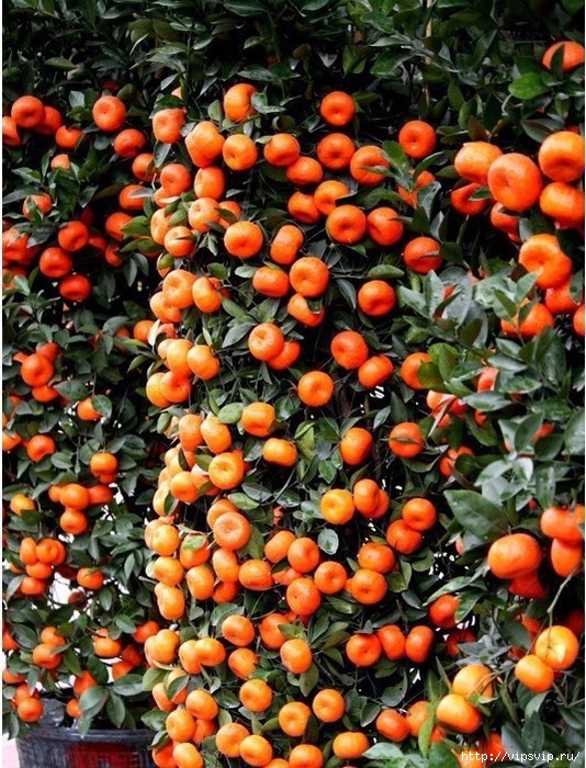 Мандариновые бонсаи 2 (534x700, 395Kb)