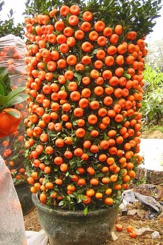 Мандариновые бонсаи 11 (320x480, 239Kb)