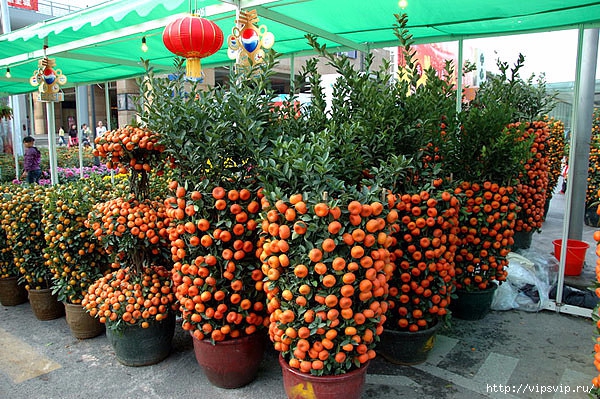 Мандариновые бонсаи 4 (600x399, 298Kb)