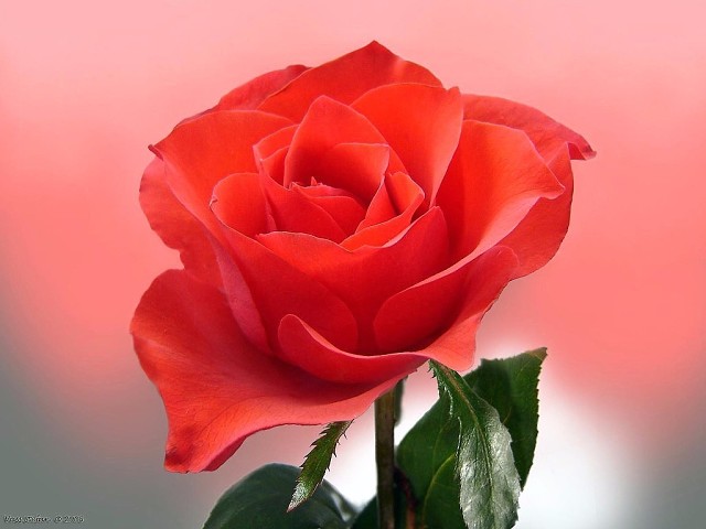 роза шик image (640x480, 48Kb)