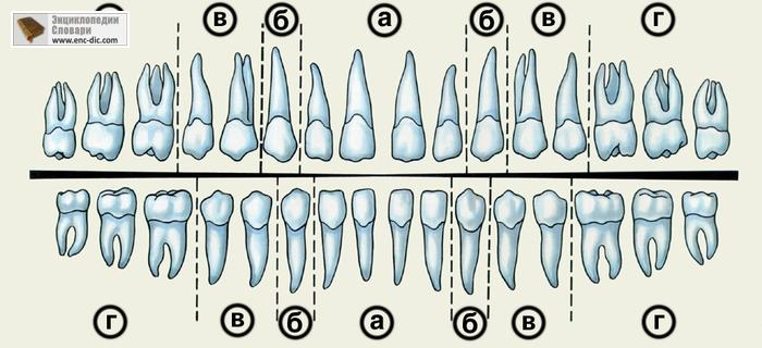 голограмма зубов (700x320, 186Kb)
