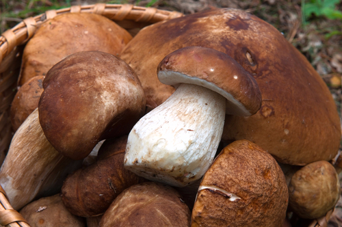 Подсливники грибы в ставропольском крае фото и описание