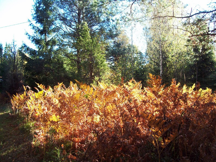 100_2232 (700x525, 582Kb)