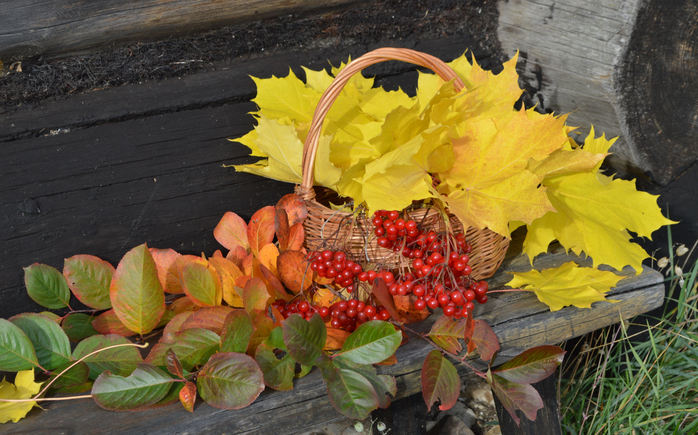 DSC_0031 (700x435, 462Kb)