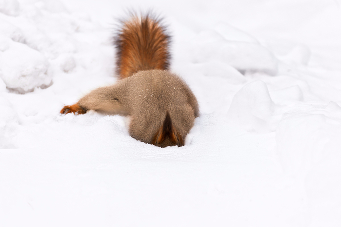 5793657_large (700x466, 166Kb)