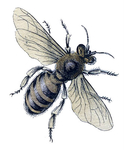  bee botanical vintage Image GraphicsFairy7 (331x400, 105Kb)