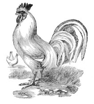  req-rooster-graphicsfairy003 (211x234, 36Kb)