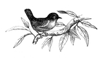  spring-bird-Vintage-Image-GraphicsFairy (700x400, 88Kb)