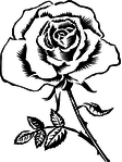  rose_sketch (240x320, 29Kb)
