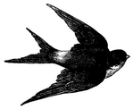  swallow bird vintage image graphicsfairyblk (400x327, 48Kb)