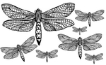  85064353_large_1278471016_55_FT838_winged_friends_dragonfly_ (365x227, 72Kb)