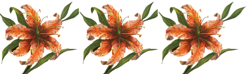 pic (4) (500x150, 30Kb)