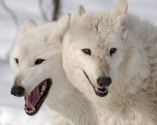 Мем танец волка «Их виль нихт» 🐺 🩰 — откуда пошёл