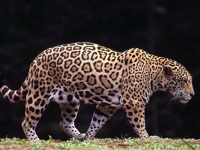 jaguar_foto_01 (700x525, 114Kb)