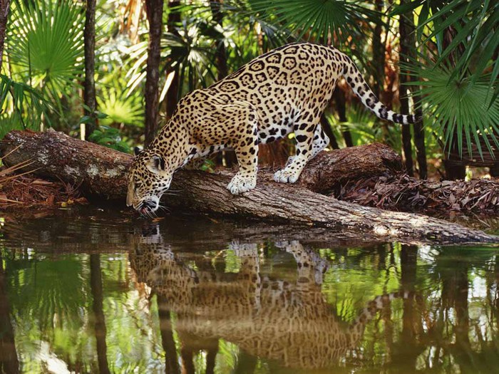 jaguar_foto_02 (700x525, 143Kb)