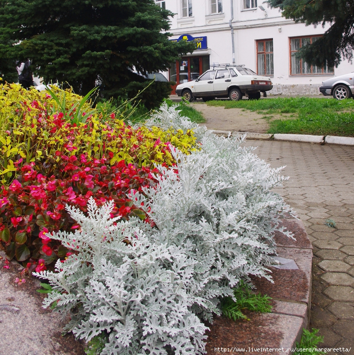 Цветы Рыбинска (699x700, 775Kb)