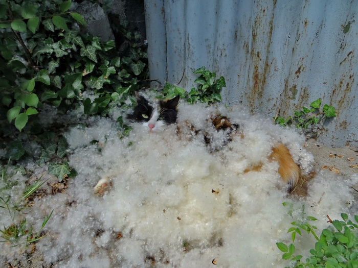 Рєрѕс рерєре рџ. Кот и Тополиный пух. Котики Тополиный пух. Кот пух. Кошечка Тополиный пух.