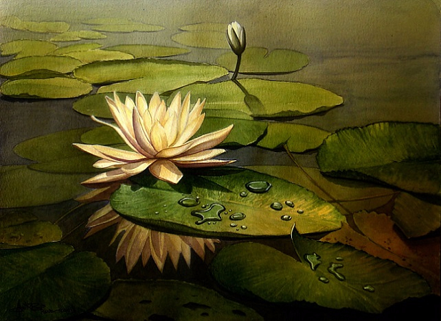 Water Lily (642x468, 330Kb)